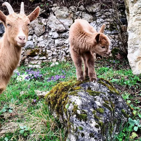 Apartment Volk Turjaski